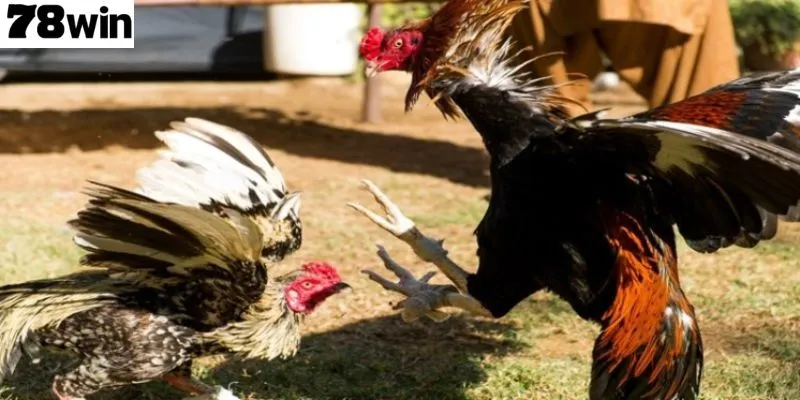 คำแนะนำโดยละเอียดทั้งหมดเกี่ยวกับกฎการเล่นไก่ชนออนไลน์ที่ 78Win